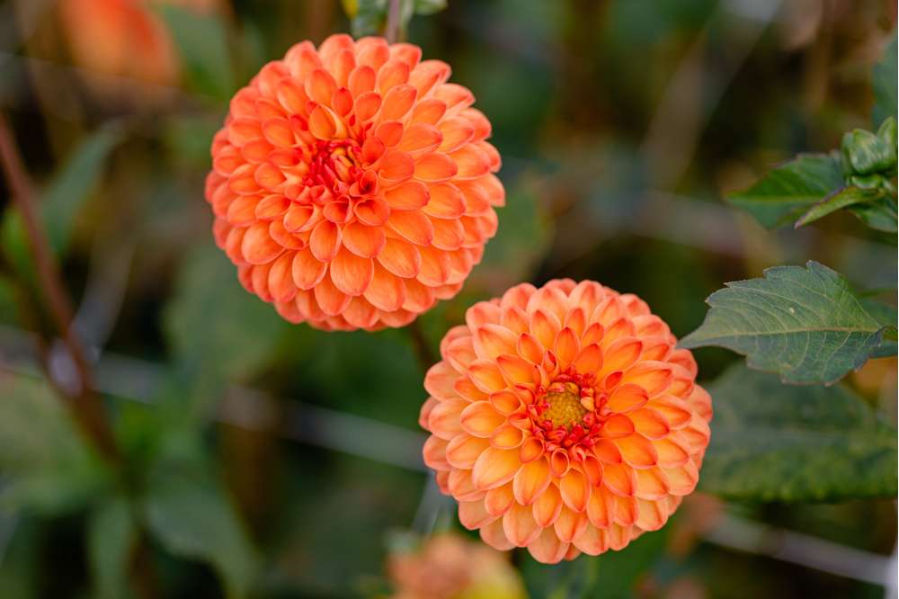 Dahlia 'Souvenir d’Ete'